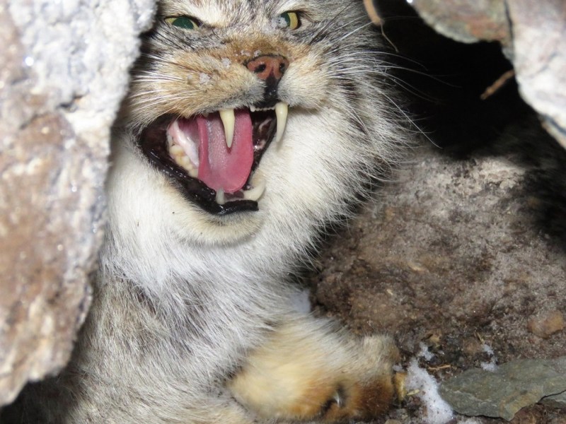 Кот Манул злой
