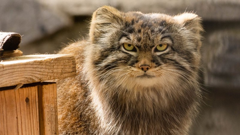 Кот Манул