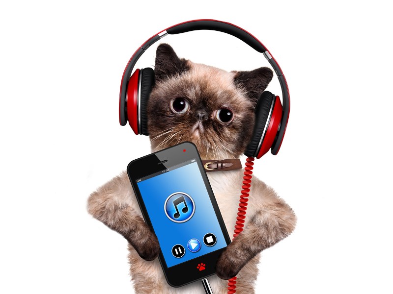 Кот в наушниках