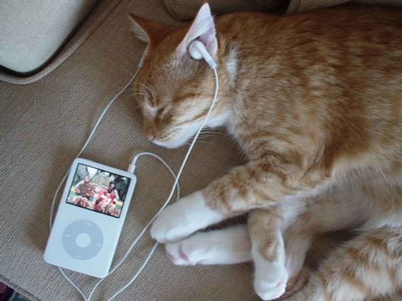 Котик в наушниках