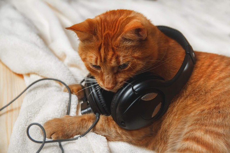 Рыжий котик в наушниках