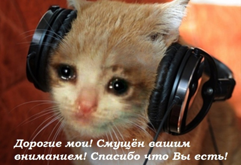 Кот в наушниках плачет
