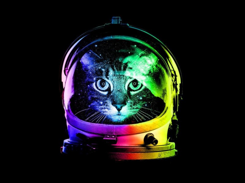 Крутые коты