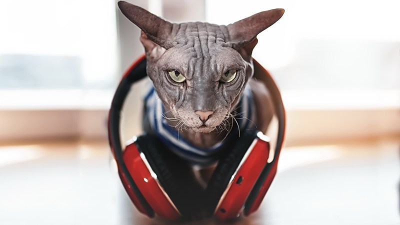 Котик в наушниках