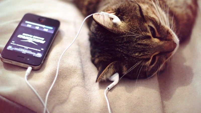 Котик в наушниках
