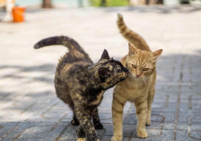 Кошка на прогулке
