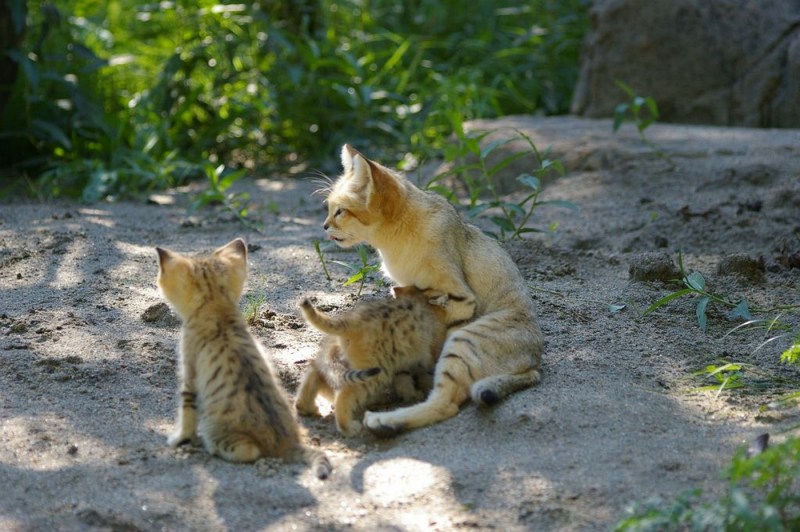 Кошки размножаются