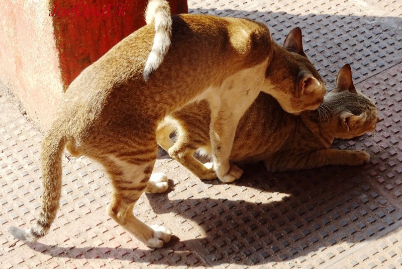 Кошки занимаются