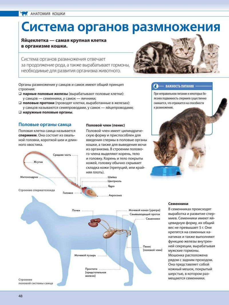 Как размножаются коты