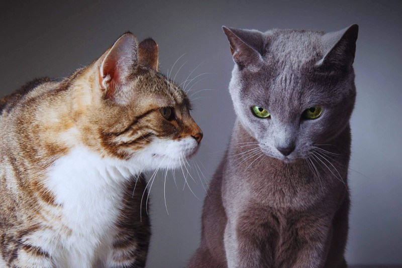 Кошки ссорятся