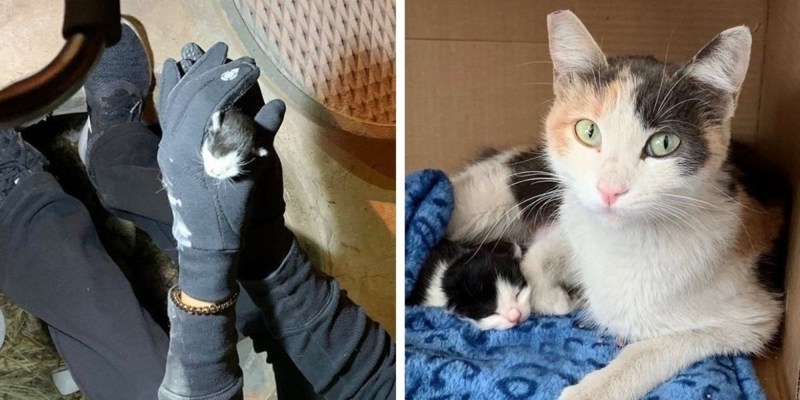 Котенок отказывается руками