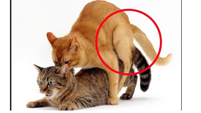 Кошка загуляла