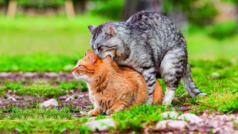 Коты спариваютсяспариваются
