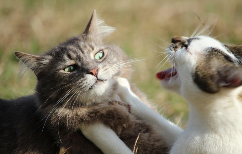 Коты дерутся