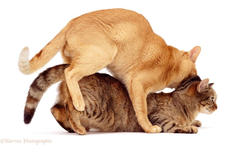 Кошки занимаются