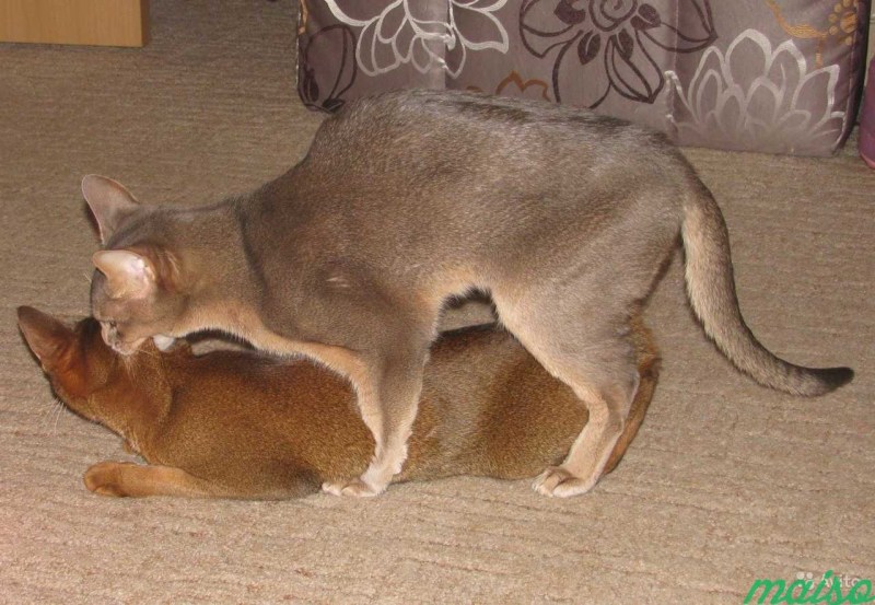 Кошки спариваются