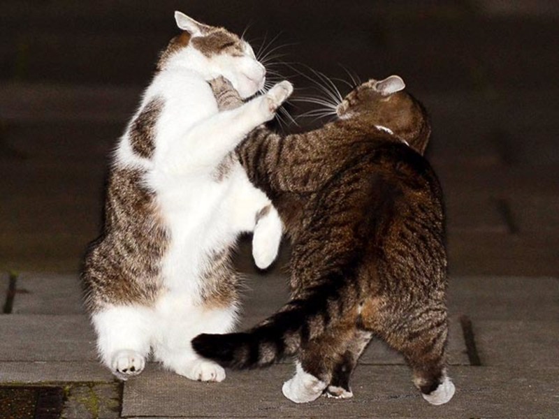 Коты дерутся