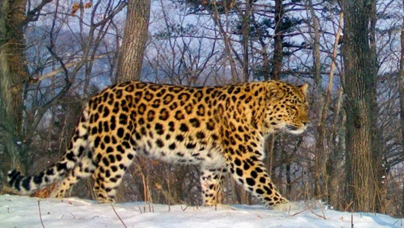 Дальневосточный (Амурский) леопард (Panthera pardus orientalis)