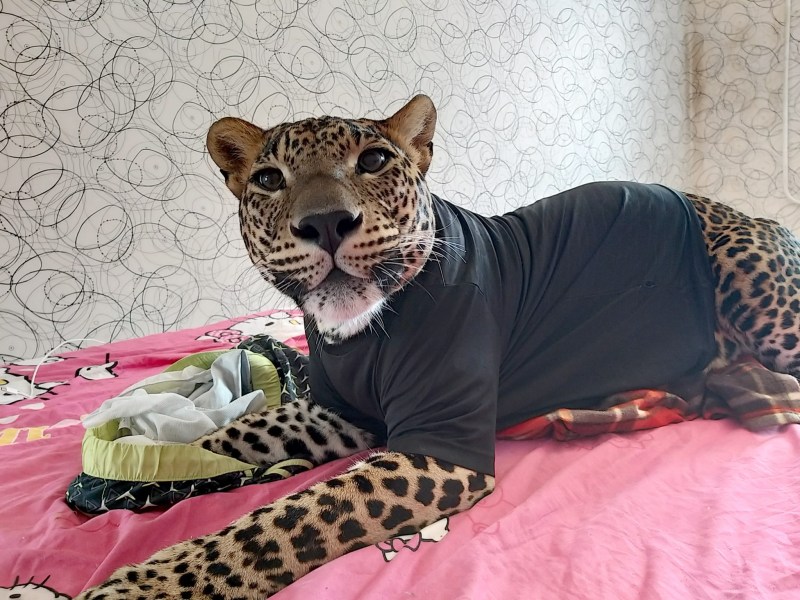 Леопард Цезарь Светлана