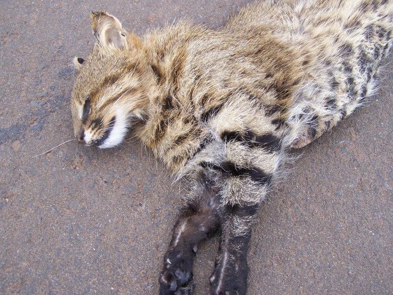 Leopardus braccatus