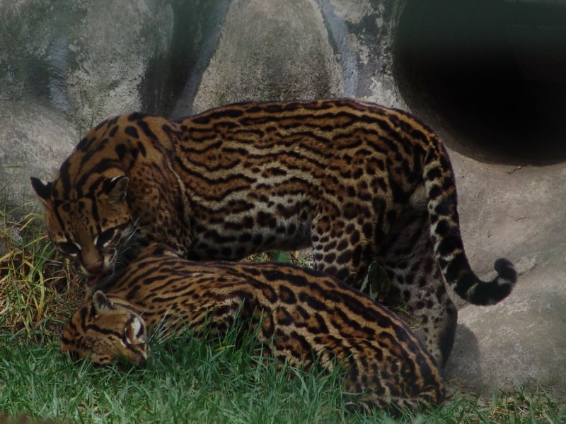 Leopardus pardalis