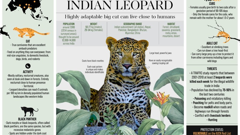 Leopard Diet facts