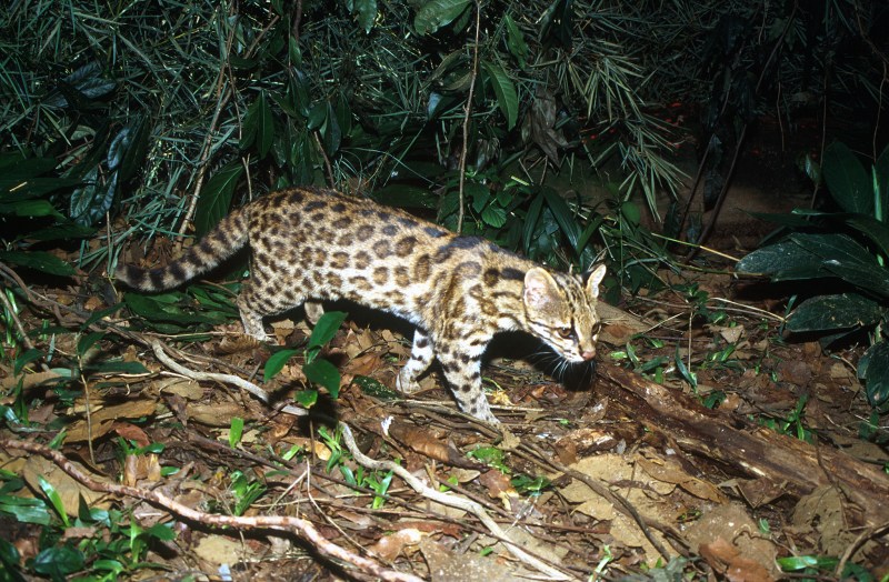 Leopardus guttulus