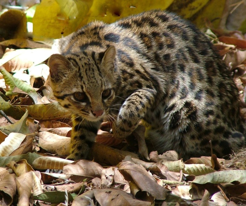 Онцилла тигровая кошка