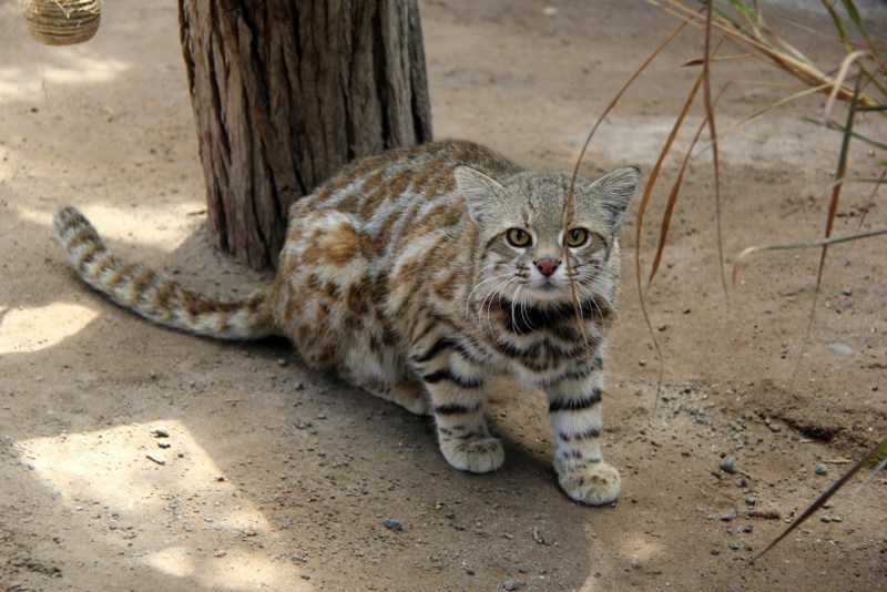 Пампасская кошка (leopardus Pajeros),