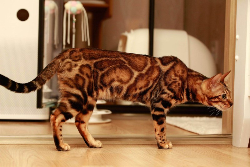Бенгальский кот Кашмир