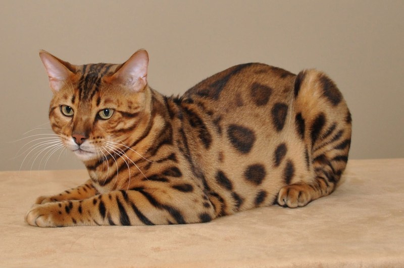 Бенгальская кошка