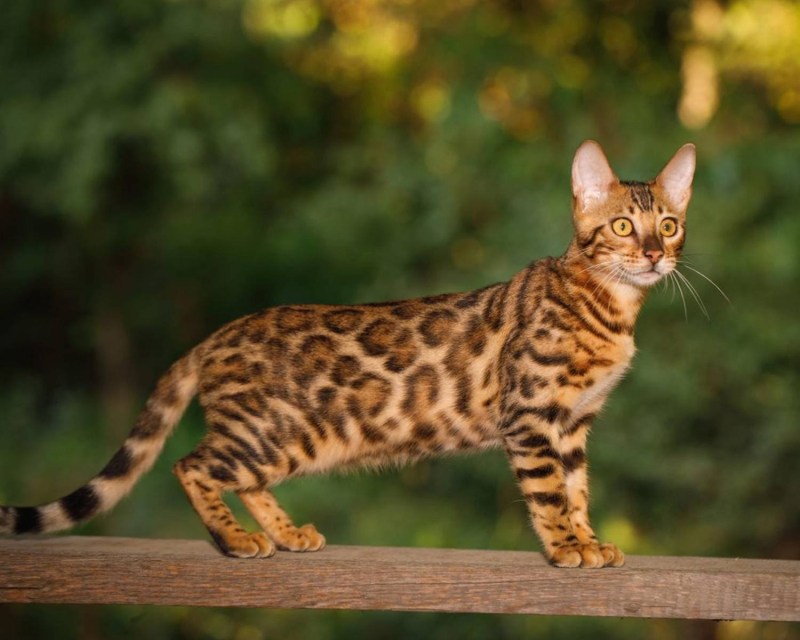 Бенгальская кошка (бенгал)