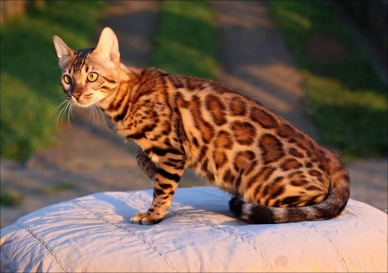 Бенгальская кошка Браун