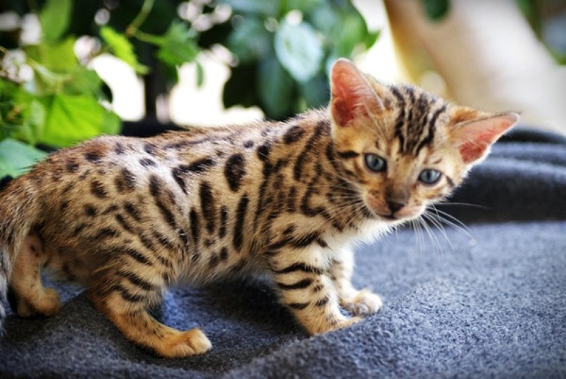 Бенгальская кошка котенок
