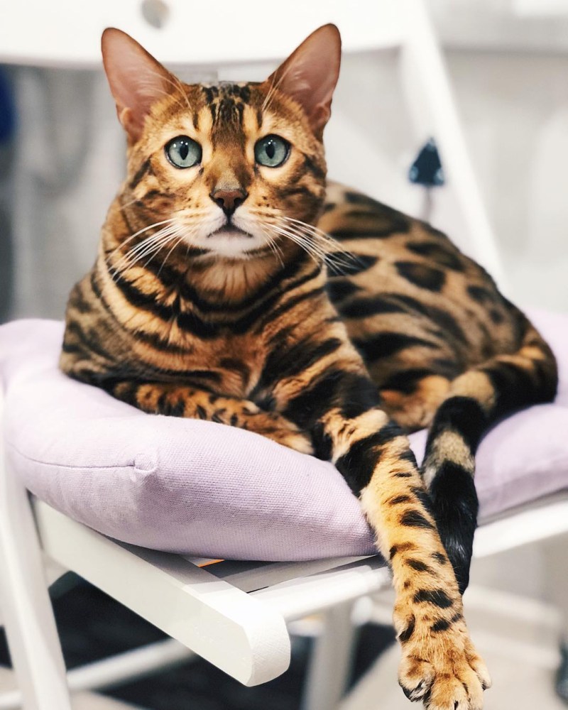 Кот бенгал