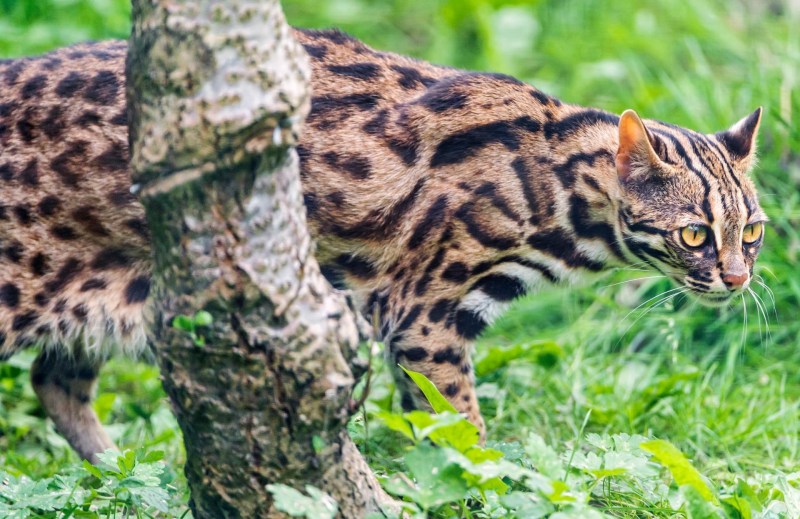 Бенгальская кошка Дикая
