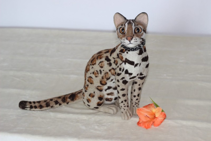 Котенок с окрасом леопарда