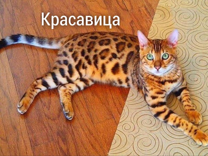 Бенгал тигровый