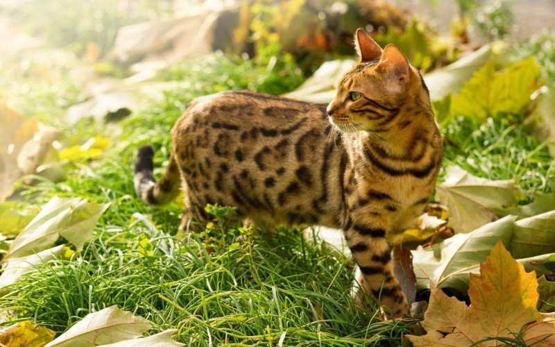 Бенгальская кошка