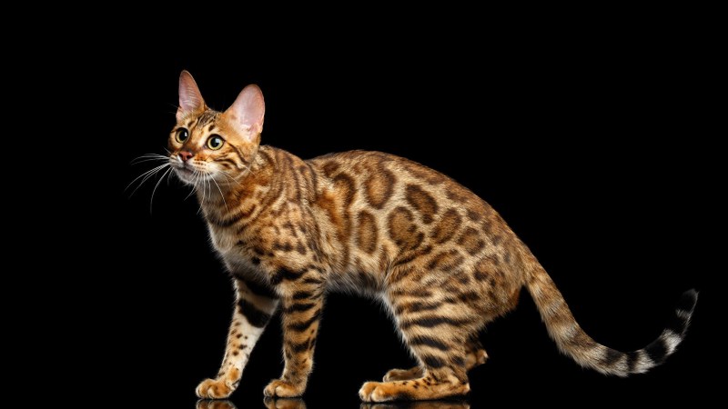Бенгальская кошка