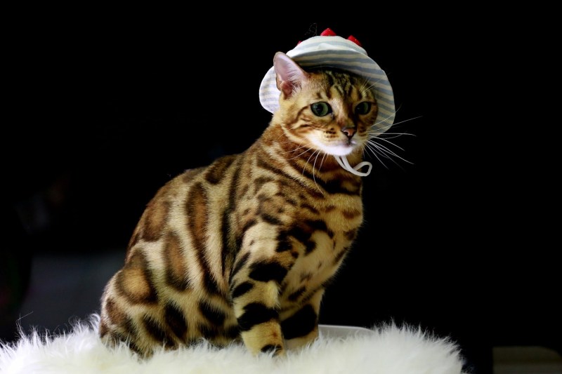 Бенгальская кошка