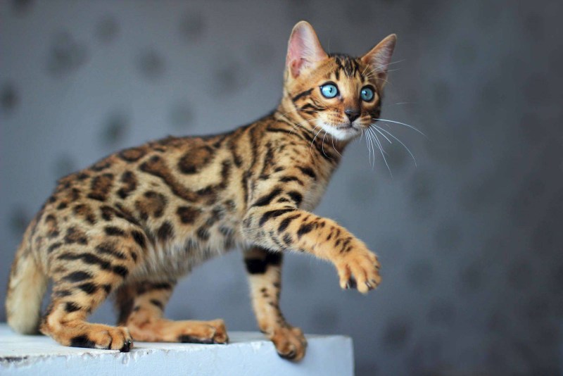 Бенгальские коты