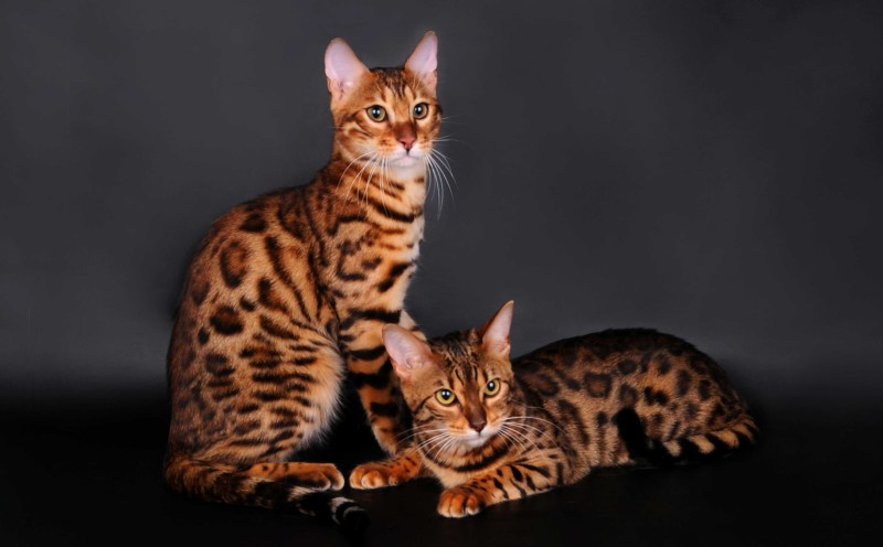 Бенгальская кошка