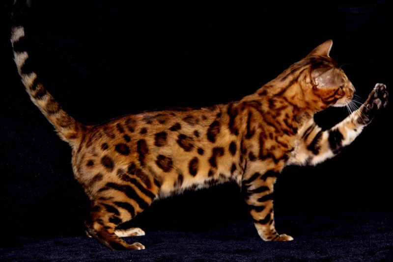 Бенгальская кошка табби