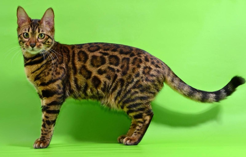 Бенгальская кошка