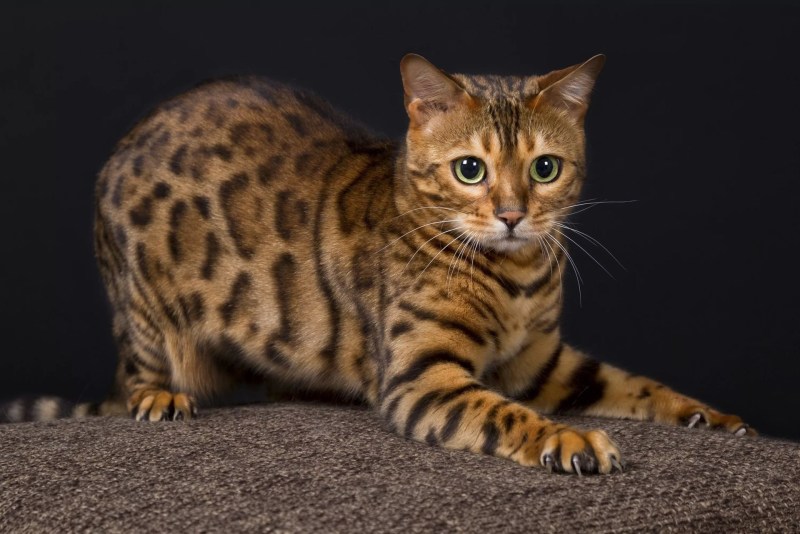 Бенгальская кошка