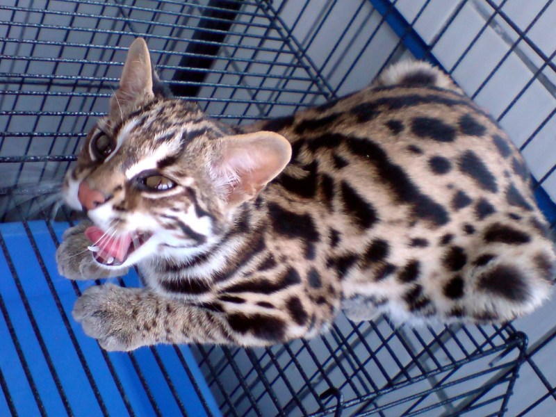 Prionailurus bengalensis