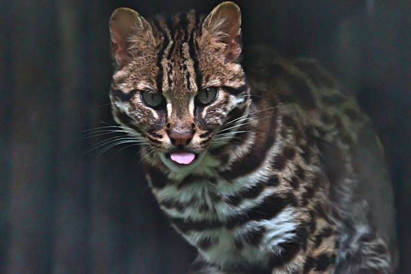 Бенгальская кошка Дикая