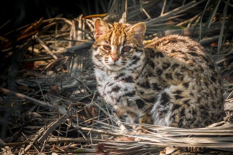 Ириомотейская кошка
