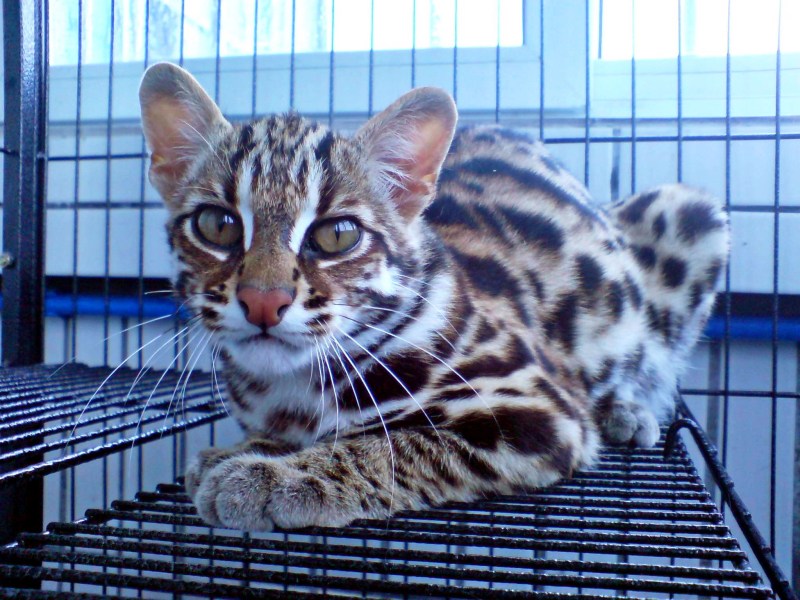 Азиатская леопардовая кошка алк